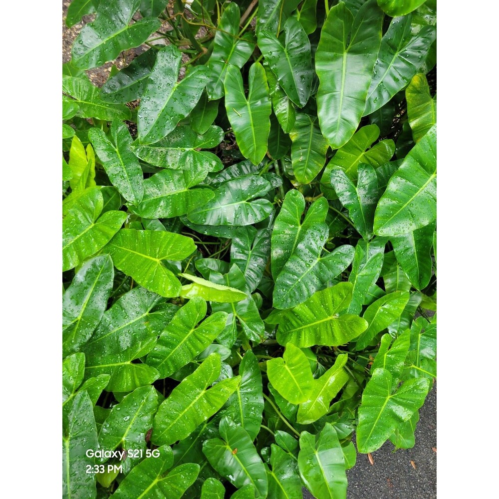 Burle Marx Philodendron plant cuttings